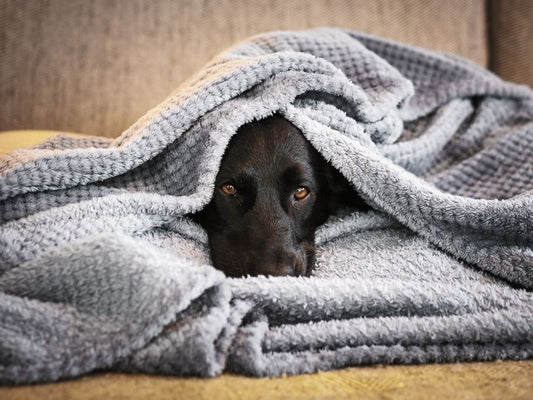 Winter Anxiety Relief for Pets: A Complete Guide to Calm and Comfort