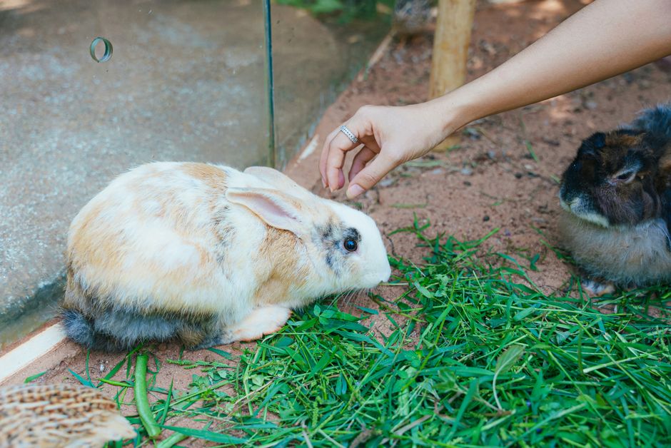 How to Start an Eco-Friendly Pet Care Routine: A Beginner’s Guide