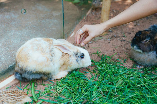 How to Start an Eco-Friendly Pet Care Routine: A Beginner’s Guide