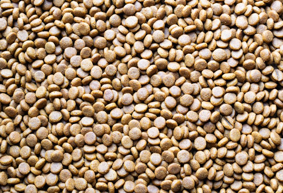 Beat the Heat: Essential Summer Pet Food Storage Strategies for Safety and Freshness