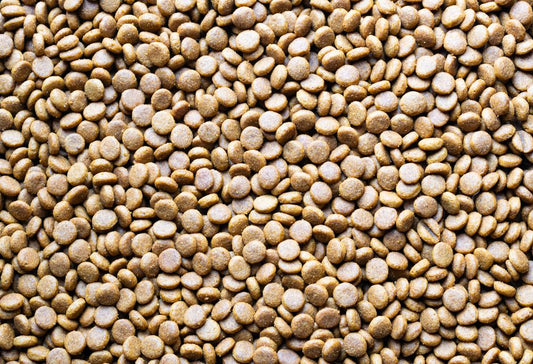 Beat the Heat: Essential Summer Pet Food Storage Strategies for Safety and Freshness