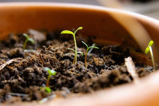 Seed Starting Secrets That Actually Work: A Practical System for Indoor Gardeners