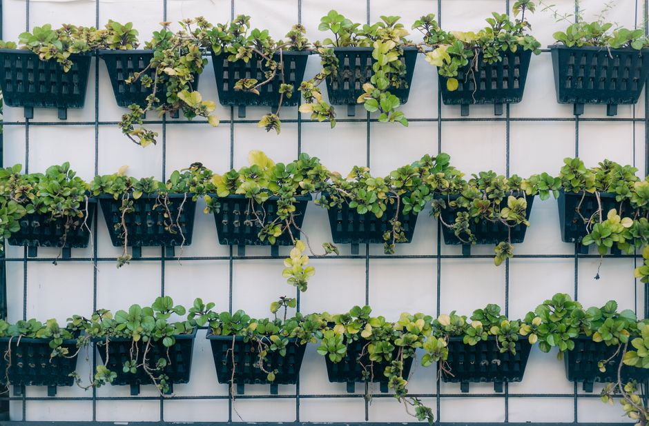 Vertical Gardening on a Budget: Building a Living Wall Without Breaking the Bank