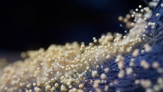 How Often Should You Check for Mold and Mildew in Hidden Home Zones?