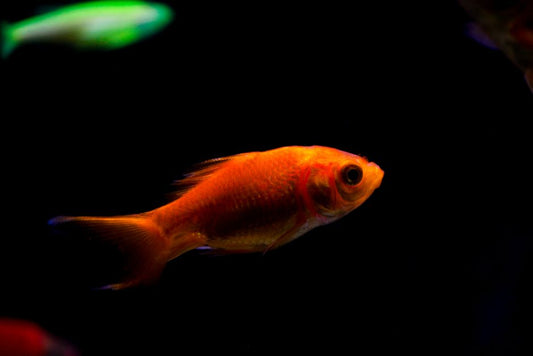 5 Essential Prevention Tips for a Healthy Aquarium