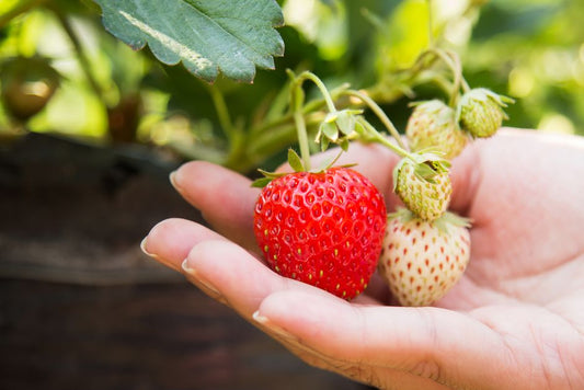 The Complete Guide to Maximizing Strawberry Yield Through Strategic Nutrition and Care
