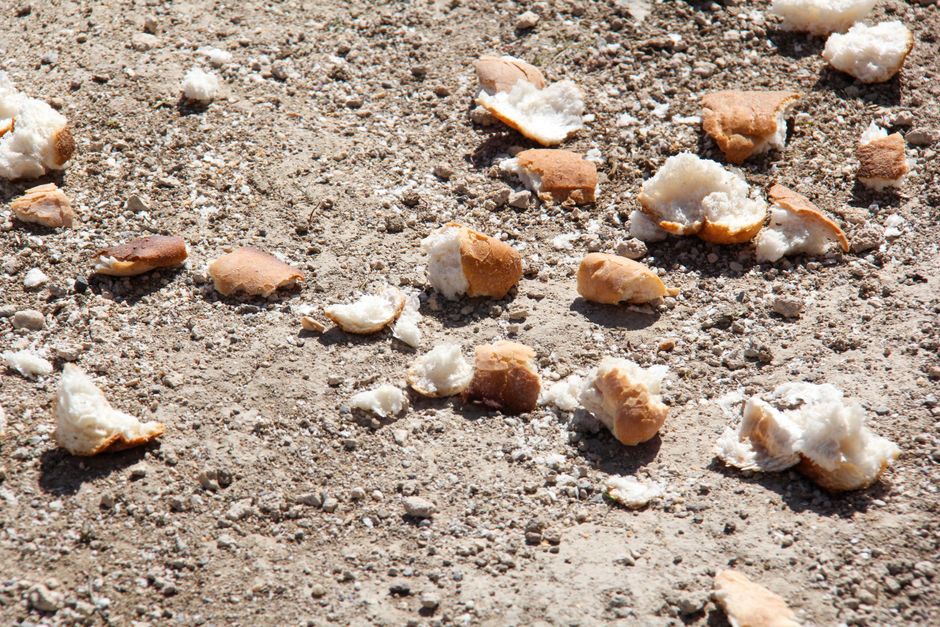 How to Reduce Bread Waste: A Complete Guide to Storing, Reviving, and Repurposing Every Crumb