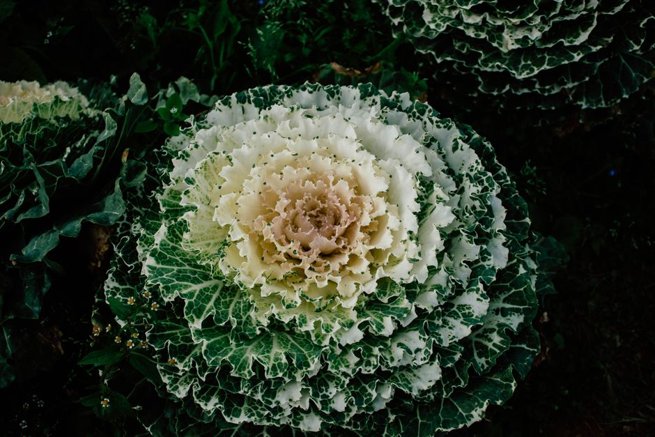 The Long-Term Harvest: Why Growing Your Own Food Transforms Your Life and Planet