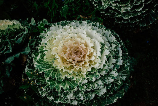 The Long-Term Harvest: Why Growing Your Own Food Transforms Your Life and Planet