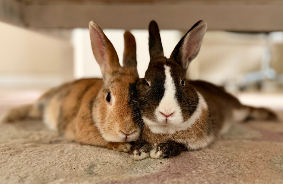 How to Soothe a Rabbit with a Runny Nose: Signs, Safe Home Care, and When to See a Vet