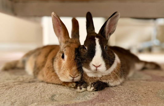 How to Soothe a Rabbit with a Runny Nose: Signs, Safe Home Care, and When to See a Vet