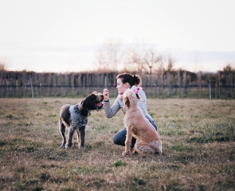 Vet-Approved Tips for Building a Stress-Free Dog Training Routine