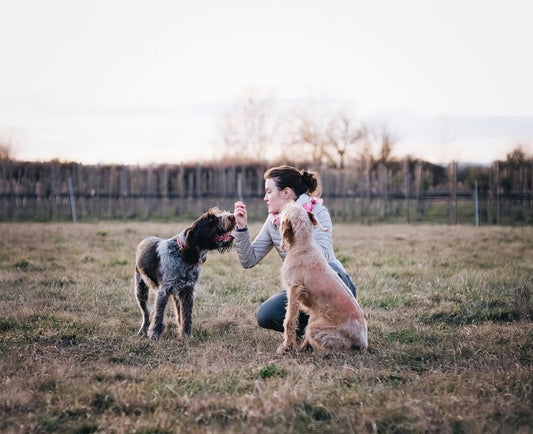 Vet-Approved Tips for Building a Stress-Free Dog Training Routine