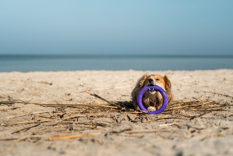 Beating the Summer Heat: Essential Strategies for Your Pet's Mental Well-Being