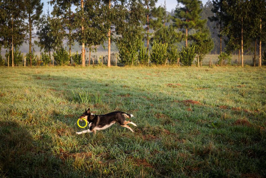 Chemical-Free Pet Exercise and Enrichment: Building a Natural Play and Wellness Routine