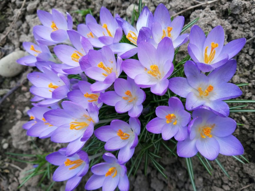 5 Flower Bulb Planting Mistakes That Sabotage Your Spring Display (And How to Fix Them)