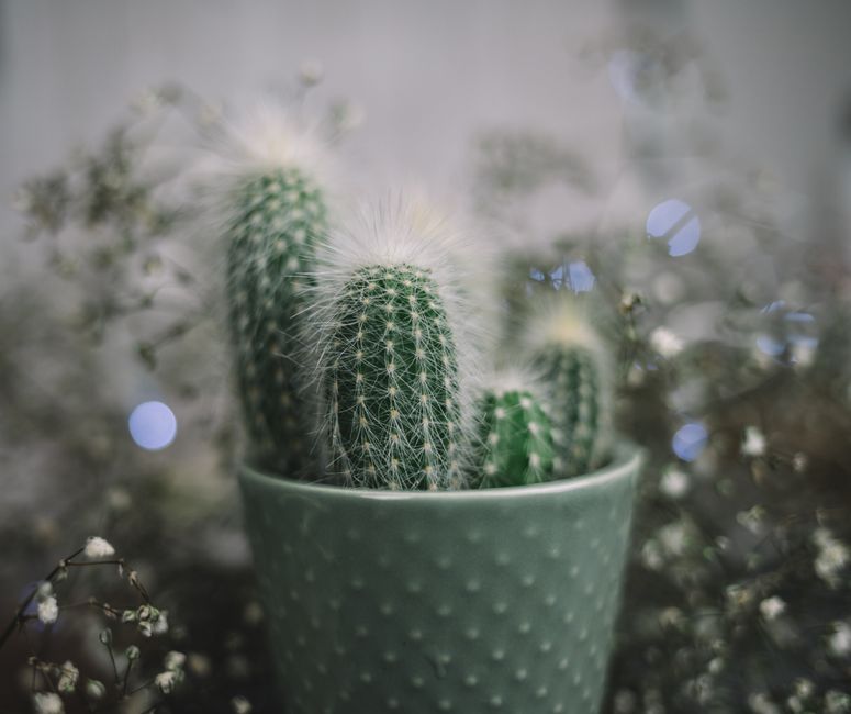 Kid-Friendly Cactus Care: A Complete Guide to Raising Healthy Spiky Friends