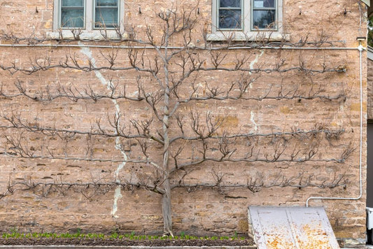 The Art of Selective Pruning for Espaliered Fruit Trees: Tips for Shape and Yield