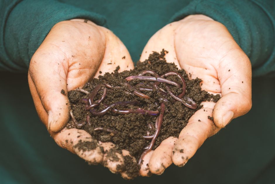 The Complete Guide to Starting a Small-Space Worm Composting System