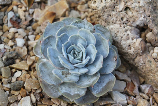 Top 8 Drought-Tolerant Plants for Small Spaces: A Complete Guide
