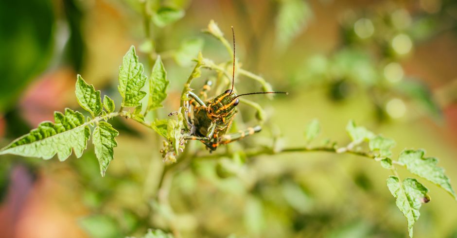 The Silent Killers of Tomato Plants: A Troubleshooting Guide for Hidden Deficiencies and Overlooked Pests