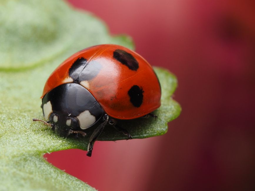 The Beginner's Guide to Natural Pest Control: Easy, Effective, and Eco-Friendly Methods