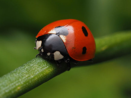 The Complete Guide to Family-Friendly Natural Pest Control: Safe, Effective, and Kid-Approved