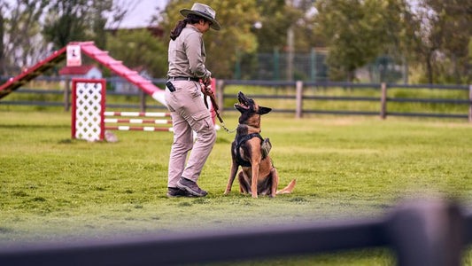 Emergency Dog Training Guide: How to Prepare Your Pet for Unexpected Situations