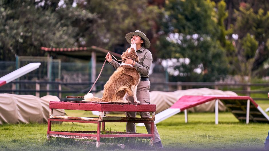 Essential Dog Training for Beginners: A Practical Guide to Building a Confident Companion
