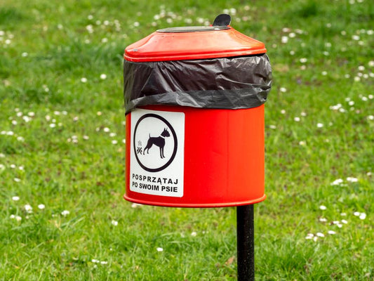 How to Stop a Dog from Eating Poop: Causes and Solutions