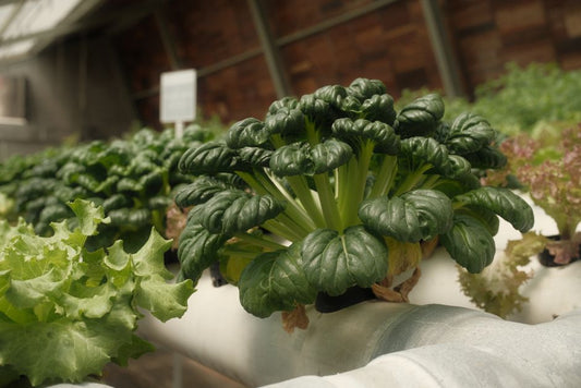 The Complete Guide to Lettuce and Greens Growing Systems That Actually Work
