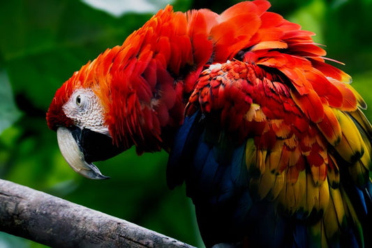 How to Stop a Parrot from Plucking Feathers Due to Stress