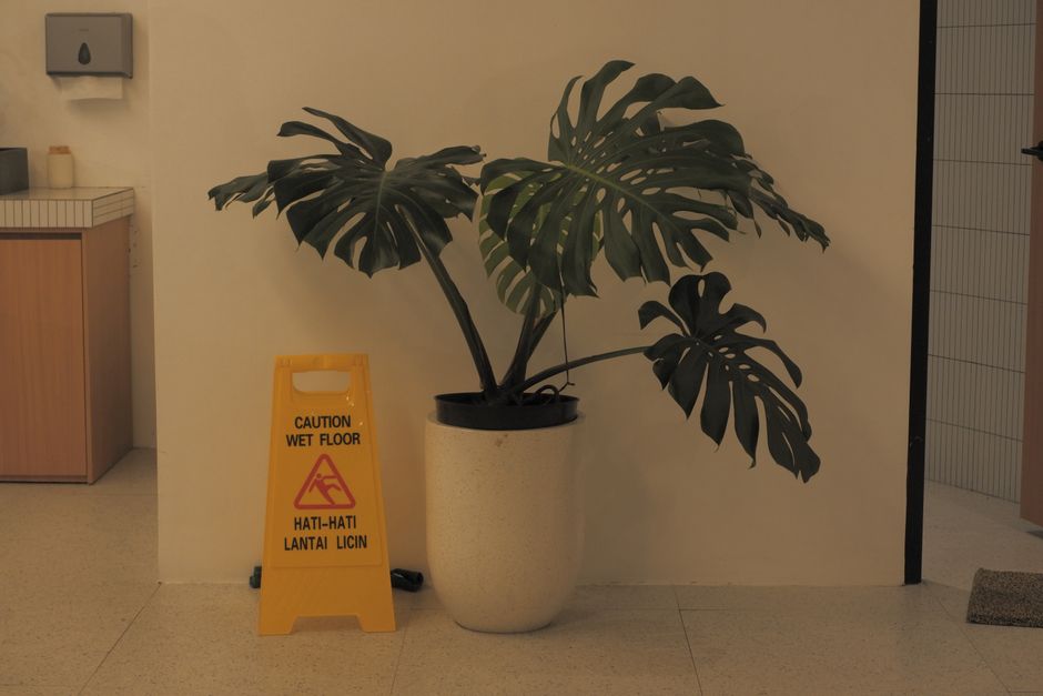 How to Save an Overwatered Monstera: Signs, Steps, and Long-term Recovery