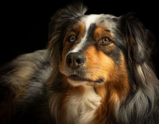 Debunking 7 Common Eco-Friendly Pet Care Myths: What Truly Works