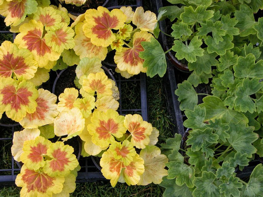A Complete Seasonal Guide to Thriving Balcony Gardens All Year Round