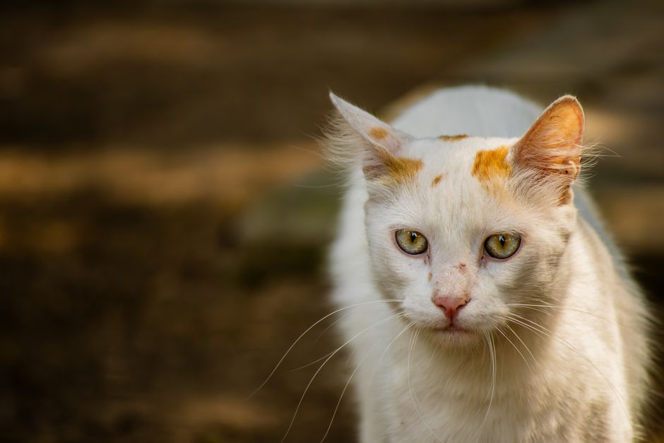 First-Time Pet Owner's Guide to Spotting Ear and Eye Problems Before They Get Serious