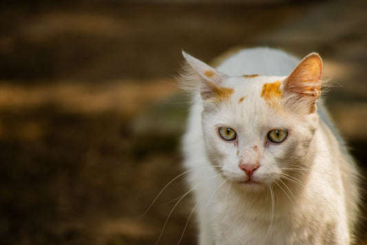 First-Time Pet Owner's Guide to Spotting Ear and Eye Problems Before They Get Serious