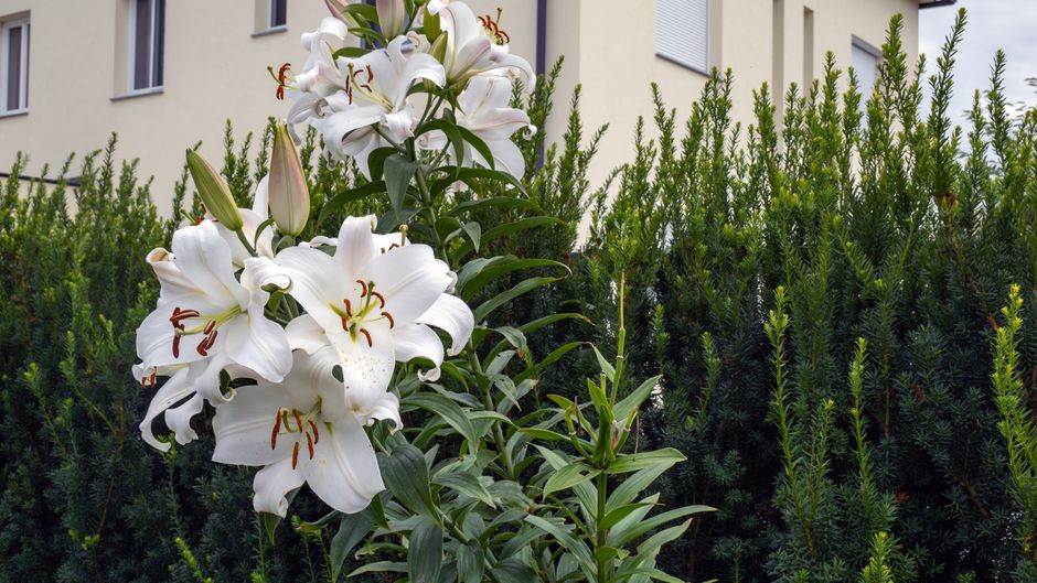 Peace Lily Care Without a Yard: A Complete Indoor Guide
