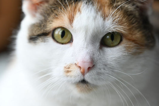 How to Spot Early Signs of Dehydration in Senior Cats