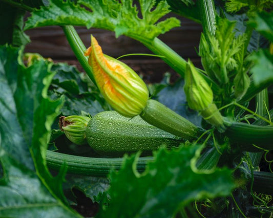 Step-by-Step Companion Planting Guide for a Resilient Edible Garden