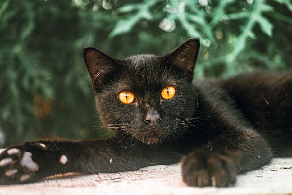 Debunking Common Myths About Sustainable Pet Food