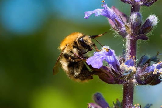 The Truth Behind Common Sustainable Gardening Myths Debunked