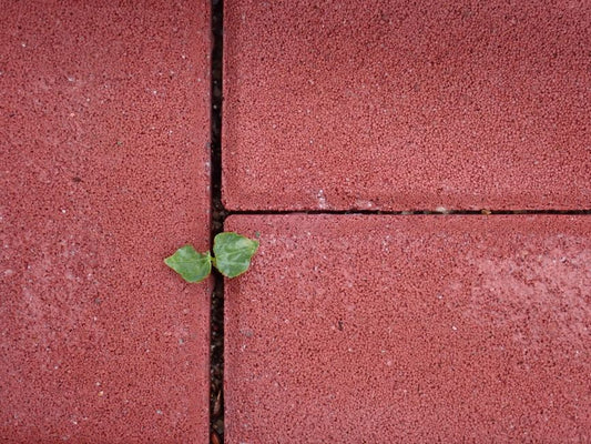 Paver vs. Stamped Concrete: A Cost Comparison for Your Patio or Walkway