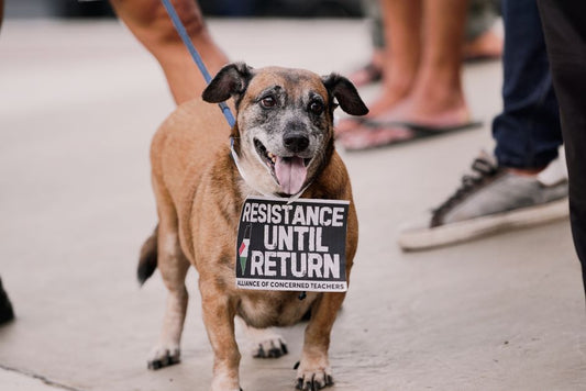 10 Subtle Signs Your Dog's Leash Routine Is Causing Distress