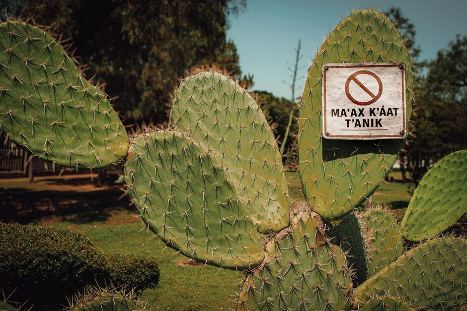 Early Warning Signs: How to Diagnose and Solve Common Cactus Problems Before They Worsen