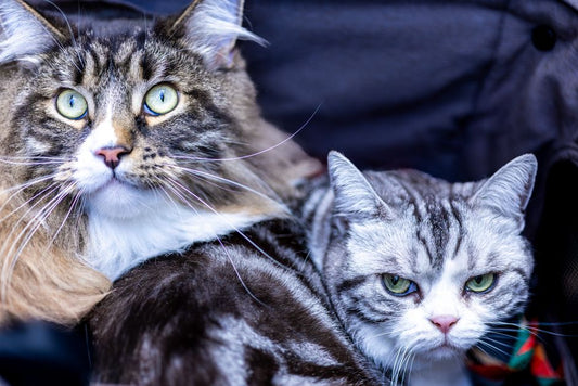 Emergency Guide to Pet Skin and Coat Health: What to Do When Disaster Strikes