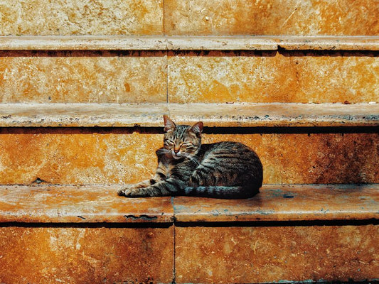 How to Help Your Cat Stop Overgrooming and Losing Fur: A Complete Step-by-Step Guide