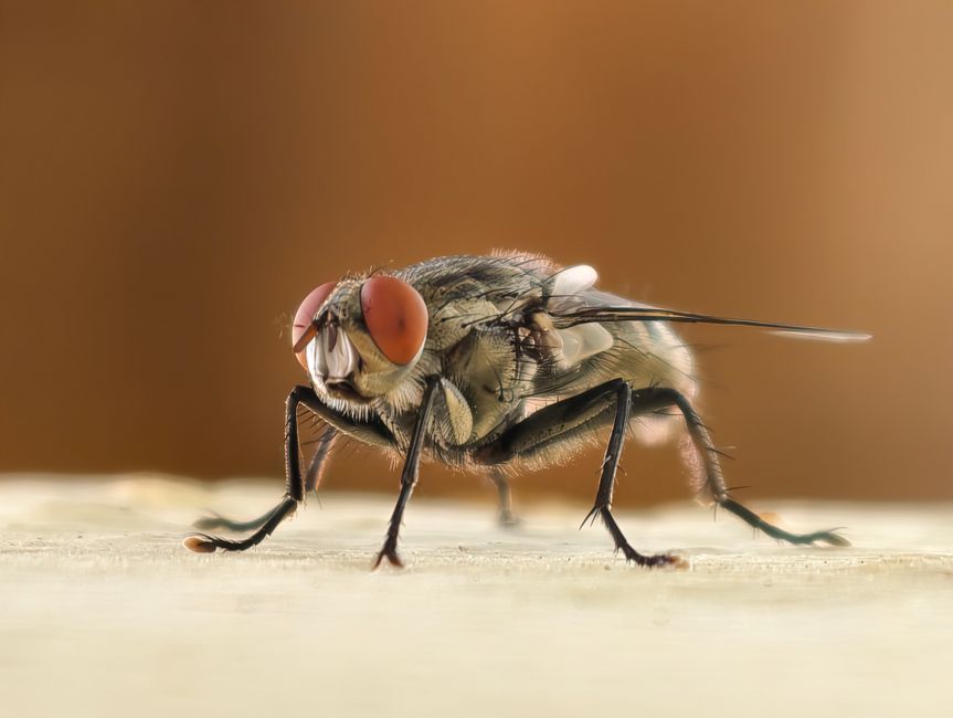 5 Common Mistakes That Sabotage Your Pest Control Efforts and How to Fix Them Forever