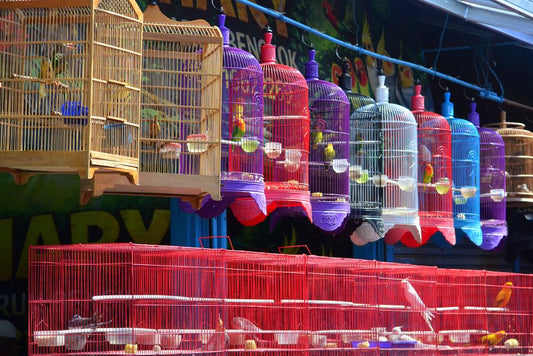 Are You Accidentally Making Your Bird Sick? Top Cage Cleaning Blunders to Avoid