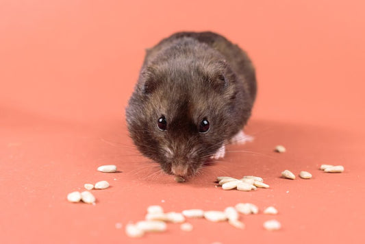 Why Is My Hamster Not Eating and Sleeping All the Time? A Complete Guide to Common Health Issues